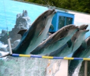 Дельфинарий в Ялте