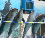 Выступление дельфинов: Зайка, Немо, Ася, Борюсик